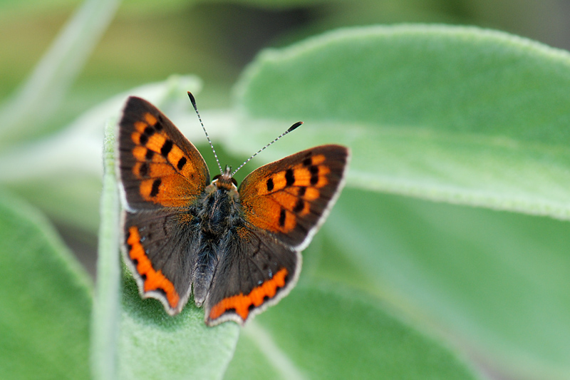 Identificazione farfalla